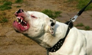 Dog bite injury lawyers