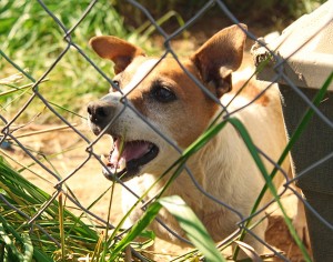 st louis dog bite attorney